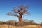 Baobab Tree