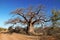 Baobab Tree