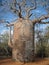 Baobab Tree