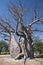 Baobab Tree (Adansonia digitata) - Namibia