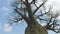 Baobab tree africa zoom in