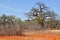 Baobab tree in African landscape