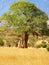 Baobab tree on african savannah
