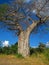 BAOBAB TREE IN BOTSWANA WILDERNESS, AFRICA