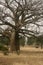 Baobab tree and cow in northern Ghana savannah