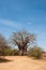 Baobab tree in the dusty roads of the Kruger National Park