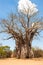 Baobab tree in the dusty roads of the Kruger National Park