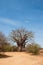 Baobab tree in the dusty roads of the Kruger National Park in Africa