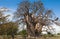 Baobab Tree, entenary tree, old and huge tree in Botswana, Africa