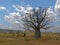 Baobab Tree On A Flat Grassy Plain
