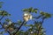 Baobab tree flower in Kruger National park, South Africa