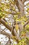 Baobab tree fruit Boa Vista Cape Verde