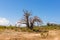 Baobab tree growing surrounded by African Savannah