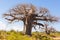 Baobab tree growing surrounded by African Savannah