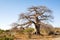 Baobab Tree on Kubu Island, Botswana