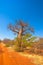 Baobab tree in Limpopo