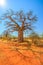 Baobab tree Limpopo