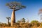 Baobab tree, Madagascar