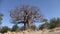 Baobab Tree in Mahango Game Reserve, Namibia