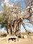 Baobab tree at Mikumi National Park. It have more than 200 years