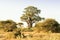 Baobab-Tree in morning light in Botswana