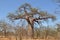 Baobab tree in Musina national park,South Africa