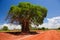 Baobab tree on red soil road, Kenya, Africa