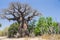 Baobab tree and savanna