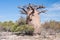 Baobab tree and savanna