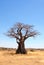 Baobab tree in savannah