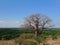 Baobab tree - Serengeti (Tanzania, Africa)