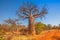 Baobab tree South Africa