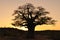 Baobab tree and sunset