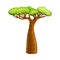 Baobab tree with a thick barrel, African powerful plant cartoon vector illustration