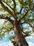 Baobab tree trunk, branches, green leaves with blue sky