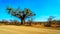 Baobab Tree under clear blue sky in spring time in Kruger National Park