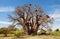 Baobab Tree, very old and huge Baobab Tree, Botswana, Africa