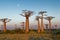 Baobab trees