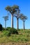 Baobab trees in an African landscape with clear blue sky