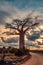 Baobab trees against sunset on the road to Kivalo village. Madagascar landscape