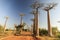 Baobab trees along the rural road at sunny day