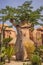 Baobab trees along the unpaved red road at sunny hot day. Madagascar