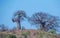 Baobab trees on a hill isolated