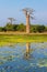 Baobab trees with lake near Morondava