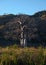 Baobab trees beside the national road RN7 in Madagascar