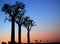 Baobab trees beside the national road RN7 nearby Sakahara/ Madagascar