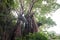 Baobab trees near entrance to Vasai fort.