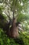 Baobab trees near entrance to Vasai fort.