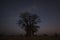 Baobab trees at night under the stars