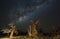 Baobab trees at night under the stars